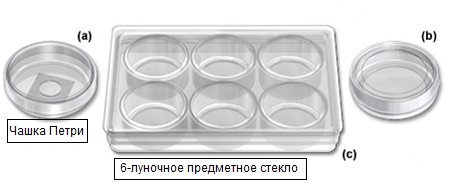 Культуральные и визуализационные камеры на базе чашек Петри