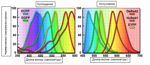 Спектральные кривые распространённых флуоресцентных белков