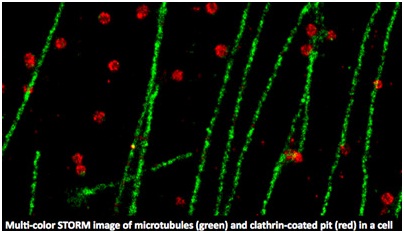 Уникальная многоцветная технология N-STORM Super-Resolution