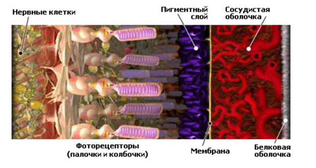 Воздействие коротковолнового излучения на структуру глаза Воздействие коротковолнового излучения на структуру глаза